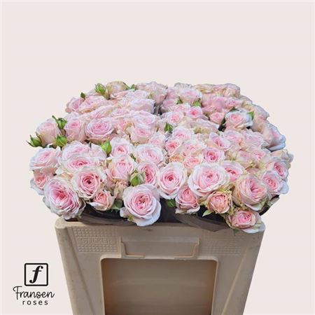 FeedSync:wholesale:e045940ad3549b1dfc3fd0fbd7ed0d7b2148f834