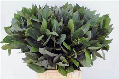 FeedSync:wholesale:e44a1201fe561d09423dabe13505fbff3b8a2c1c
