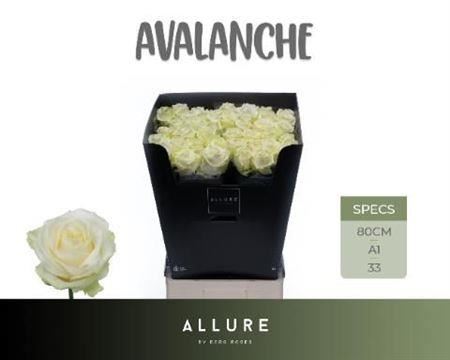 FeedSync:wholesale:9cfcdb4cedd85a23d500878238e7c926ffa00887