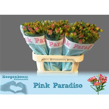 Pink Alstroemeria ‘Paradis’ – 75cm Stems