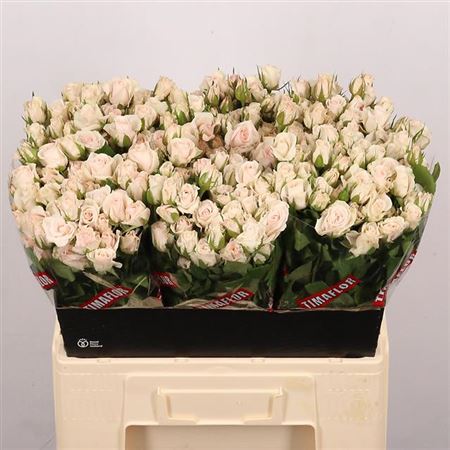 Spray Rose - Rosa - Royal Porcelina