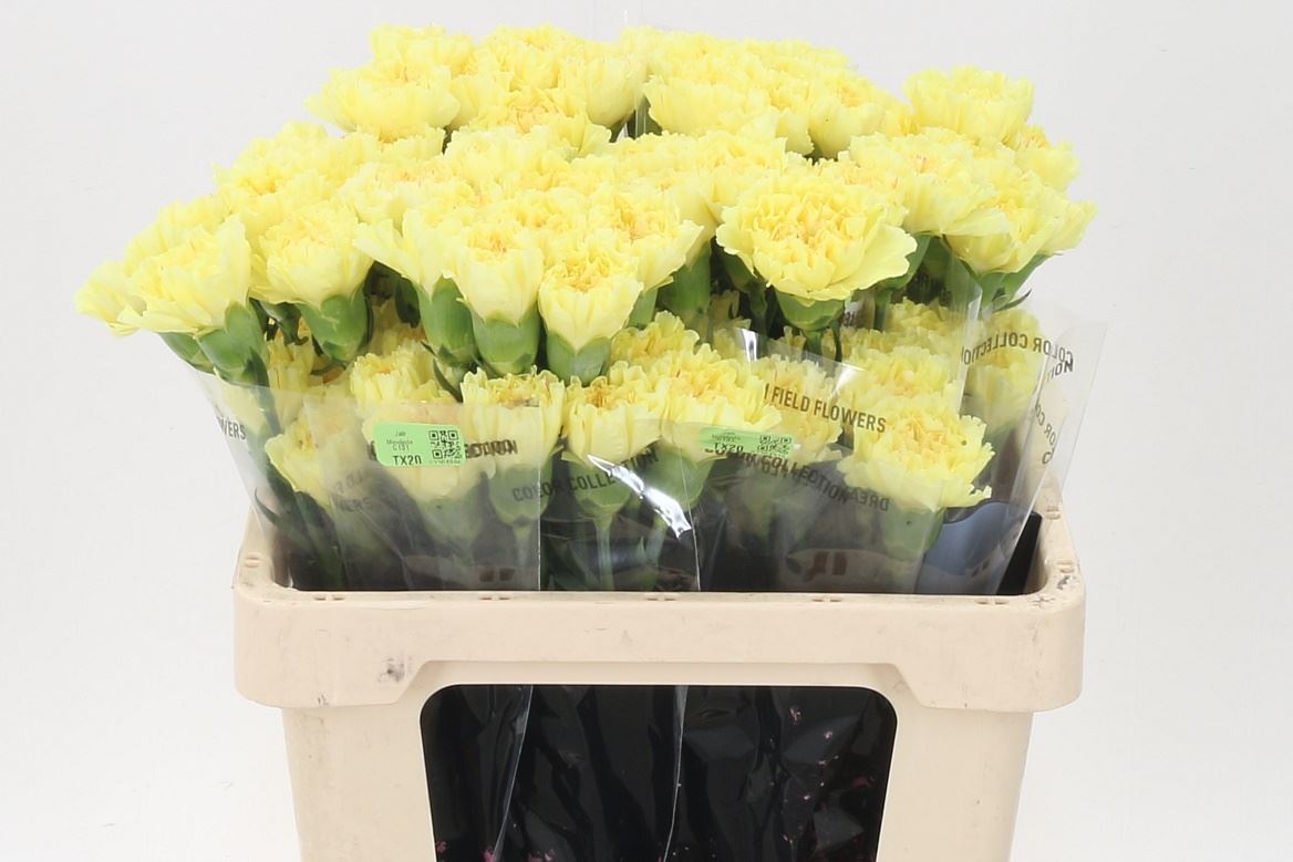 Carnation Standard Diletta (20 Stems)