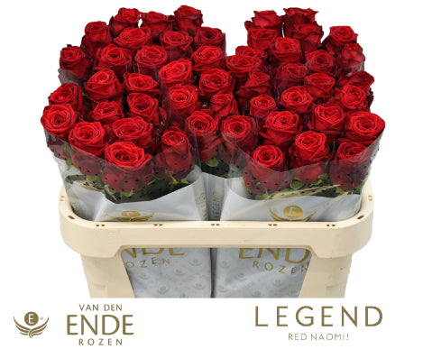 Rose Red Naomi Van Den Ende