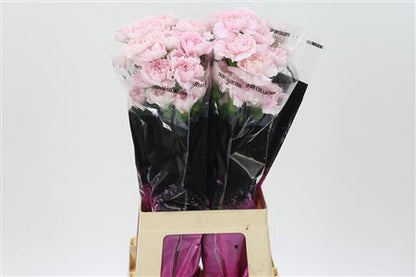 Carnation - Dianthus - Bridal Damascu
