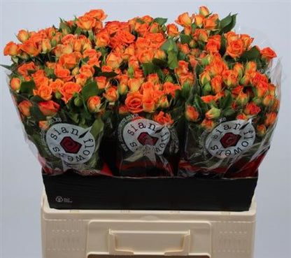 FeedSync:wholesale:9e93222e96eb9864c4ca720ca26facf76602a173
