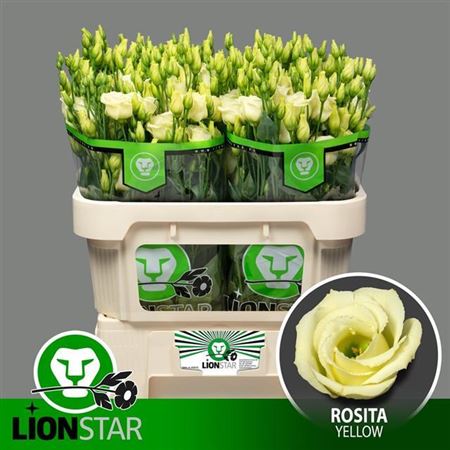Eustoma Rosita Yellow (10 Stems)