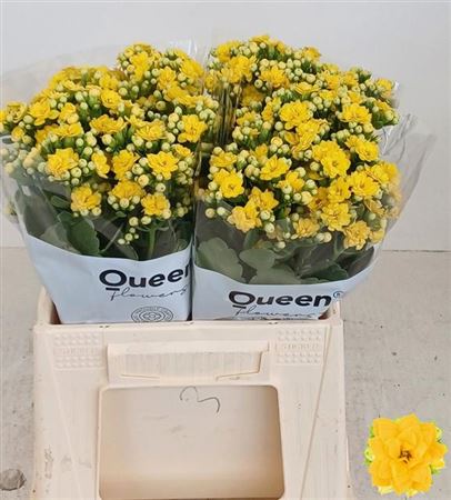 FeedSync:wholesale:2ff07855ba378f41e8693c9e11b7d0b12c16d94c