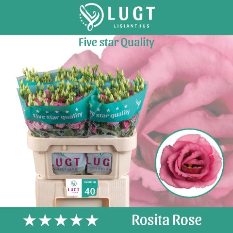 Lisianthus - Eustoma russellianum - Rosita Rose Pink