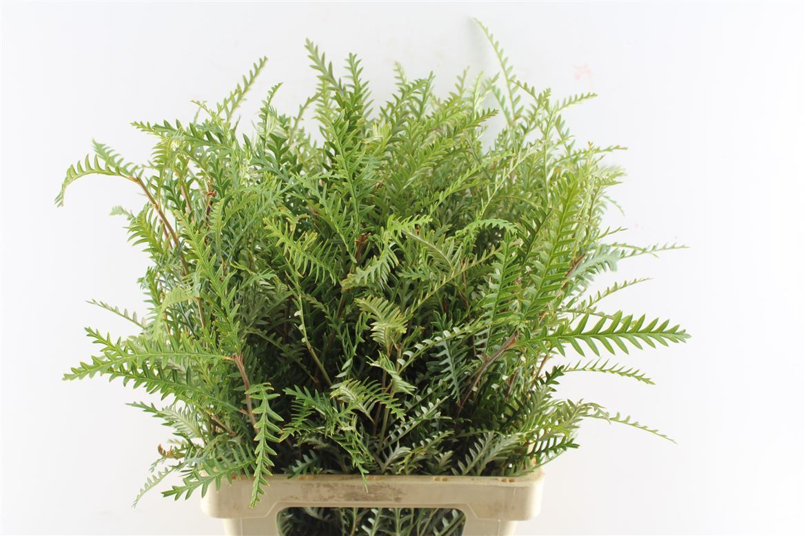 FeedSync:wholesale:469a9846781a353db30be3a53bf3b979bef61180