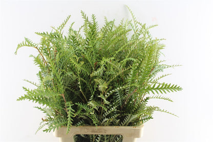 FeedSync:wholesale:469a9846781a353db30be3a53bf3b979bef61180