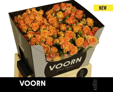 Voorn Spray Rose Coral Bubbles (10 Stems)
