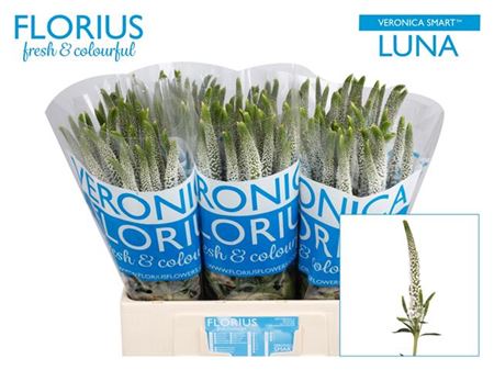 Veronica Smart Luna (25 Stems)