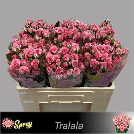 Spray Rose Tralala