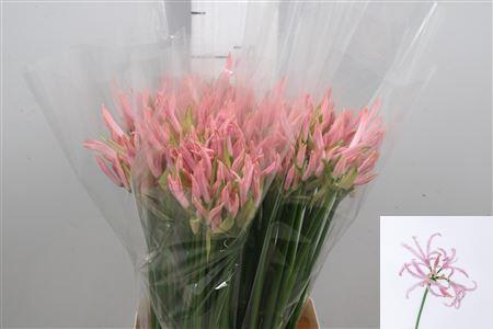 FeedSync:wholesale:bcf1efd67fa12da0251664330e3c784c7a7113ac