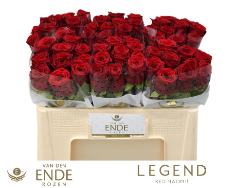 FeedSync:wholesale:320b101074a8a14d3bb2b82763a01bb76d27c7d9