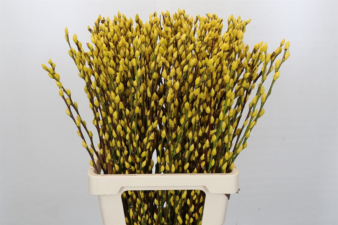 FeedSync:wholesale:1d117b06c817fad595bcf45b924511e06bba2b50