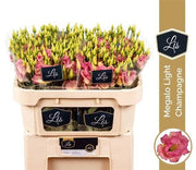 Eustoma - Eustoma russellianum - Megalo Light Champagne