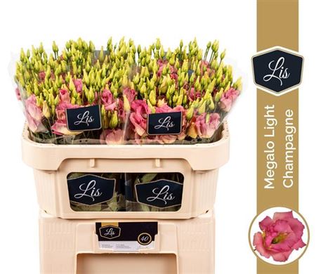 Eustoma - Eustoma russellianum - Megalo Light Champagne