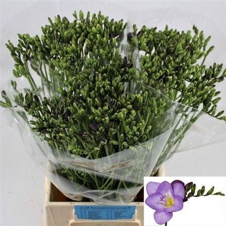 Freesia Delta River (50 Stems)