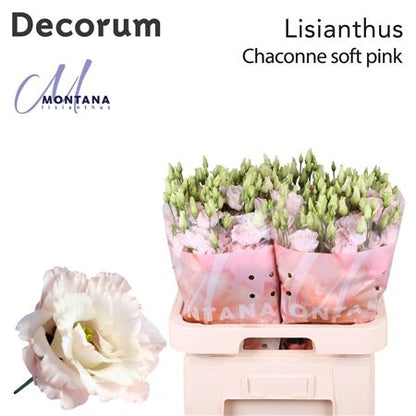 Double Eustoma - Eustoma russellianum - Chaconne Soft Pink
