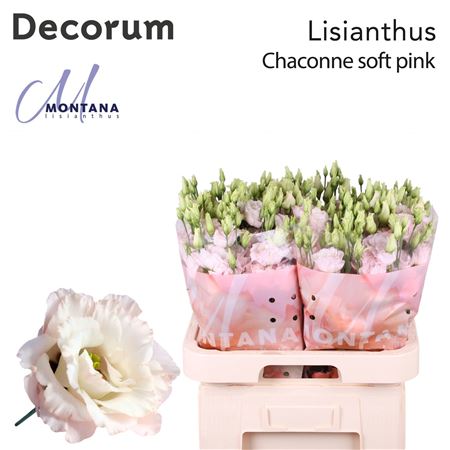 FeedSync:wholesale:515d8478bb7b333ee845148d05ffd9e11504ae47