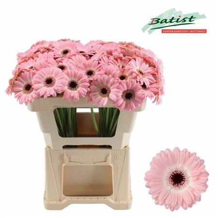 Pink Germini ‘Dixon’ Cut Flowers – 50cm Stems