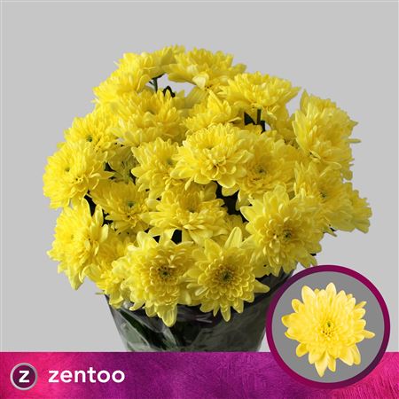 Chrysanthemum Spray Pina Colada Yellow