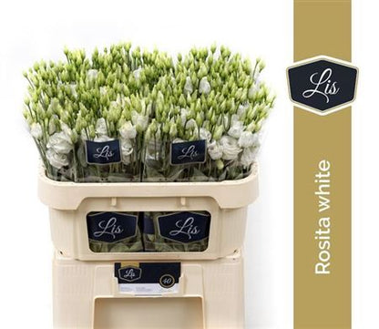 Eustoma Rosita White (10 Stems)