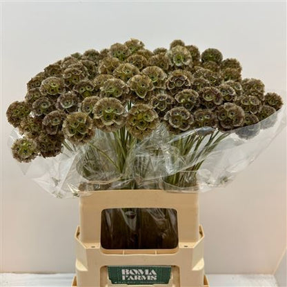 FeedSync:wholesale:1141b7219df91ea054167137412a3118e85c17b4