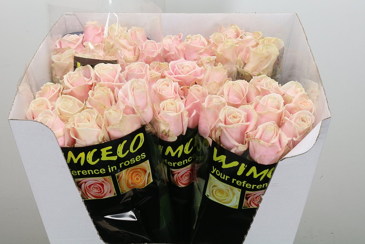 FeedSync:wholesale:e70cc485665458801c53357988f877549e4cbda9