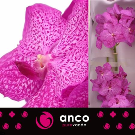 FeedSync:wholesale:f672282c02c36e245201f01dd89cc470579f5edf