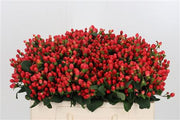 Hypericum - Hypericum inodorum - Go Top