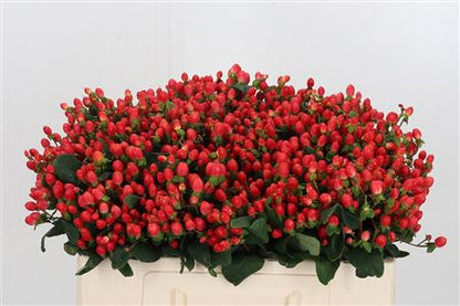 Hypericum - Hypericum inodorum - Go Top