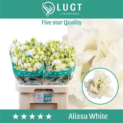 White Lisianthus ‘Alissa White’ – 70cm Cut Stems