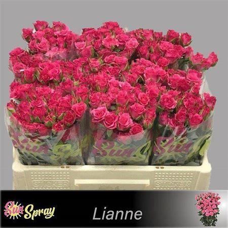 Spray Rose Lianne
