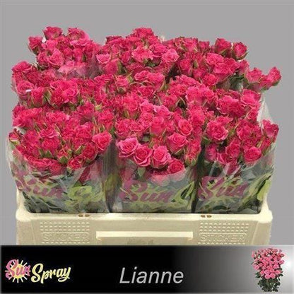Spray Rose Lianne