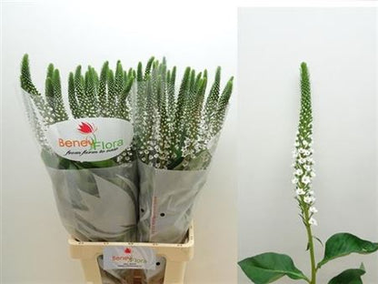 FeedSync:wholesale:e61848138af5e979c6d6c362e38827a0aef879f7