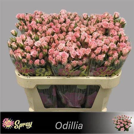 Spray Rose - Rosa - Odilia