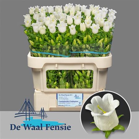 Bellflower Champion White (10 Stems)