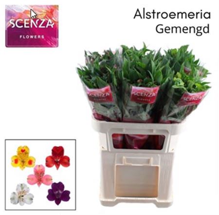FeedSync:wholesale:2cc5c482901ffe13686ea6ff21d8e0080ef2f7bb