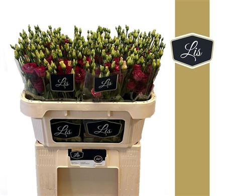 Red Lisianthus ‘Arosa Red’ – 70cm Stems