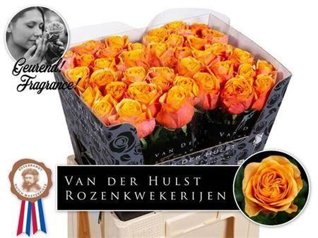 Rose Heliana Orange +