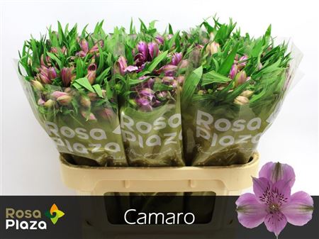 Alstroemeria - Alstroemeria - Koncamaro