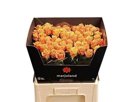 FeedSync:wholesale:e65c838e7571a5f7d1afb7636a97f82755972597