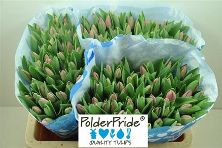 Tulip - Tulipa - Barcelona