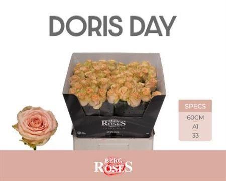 Rose Doris Day (20 Stems)