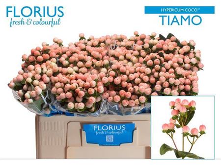 FeedSync:wholesale:3dfe4f562d6ac941aa24a729b984c24a22aa1642