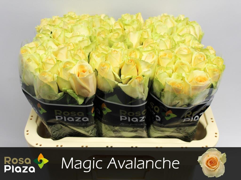 FeedSync:wholesale:191547ec9a92101fd90f52faa80b04c08b75e7d9