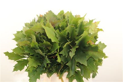 FeedSync:wholesale:8f6ad4d6a6fdcc68767af9d63f4e8fe528e78a92