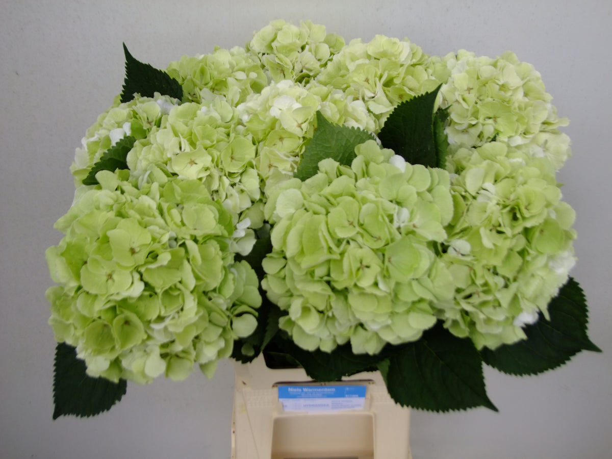 FeedSync:wholesale:245e86c38313e153a0351e1d197a5dd05a024098